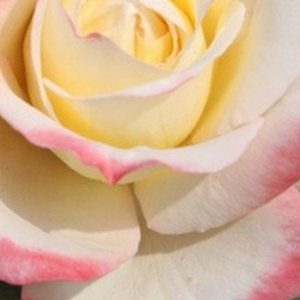 Поръчка на рози - Чайно хибридни рози  - жълто - розов - Pоза Атхена® - интензивен аромат - W. Кордес & Сонс - -